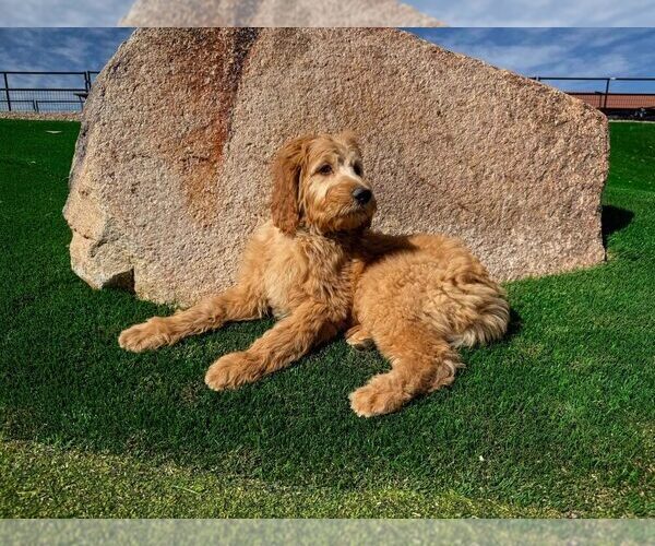 Medium Photo #21 Dutch Shepherd -Golden Retriever Mix Puppy For Sale in LAS VEGAS, NV, USA