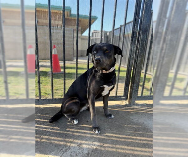 Medium Photo #1 Labrador Retriever-Unknown Mix Puppy For Sale in Riverside, CA, USA