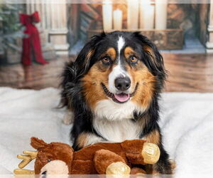 Australian Shepherd Dogs for adoption in Ames, IA, USA