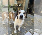 Small #7 Beagle Mix