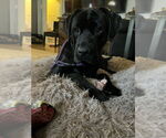 Small Mastiff Mix
