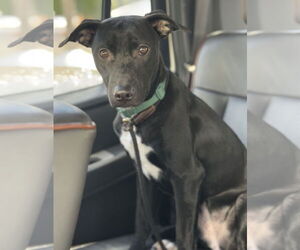 Marley - Female Labrador Retriever-Unknown Mix Dog for Adoption - Photo #5