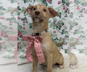 Labrador Retriever-Unknown Mix Dogs for adoption in Wetumpka, AL, USA