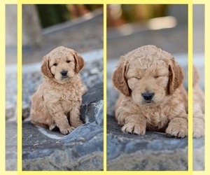 Goldendoodle Puppy for sale in PASCO, WA, USA