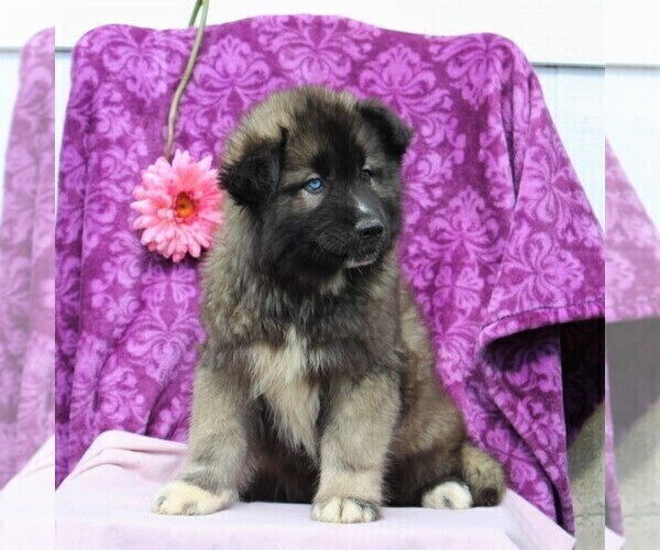 Medium Photo #2 Siberian Husky Puppy For Sale in KIRKWOOD, PA, USA