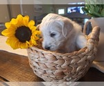 Small Photo #12 Goldendoodle Puppy For Sale in LOUISA, VA, USA