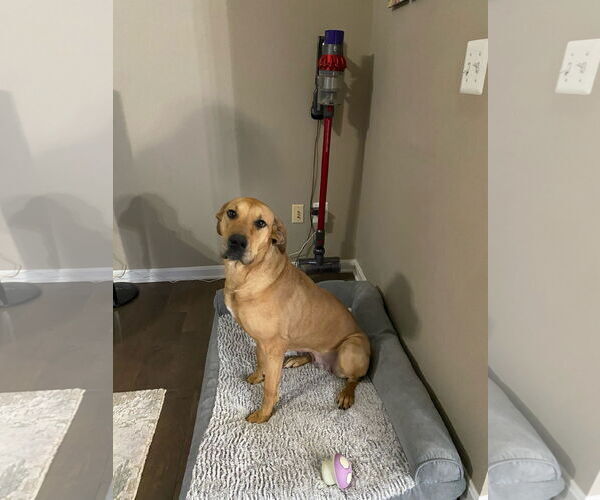 Medium Photo #9 Great Dane Puppy For Sale in Westminster, MD, USA