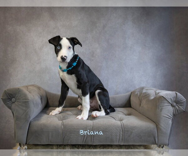 Medium Photo #2 Mutt Puppy For Sale in Hot Springs Village, AR, USA