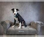 Small Photo #2 Mutt Puppy For Sale in Hot Springs Village, AR, USA