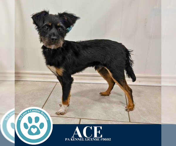 Medium Photo #1 Mutt Puppy For Sale in Kimberton, PA, USA