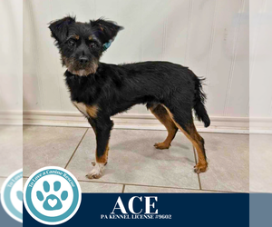 Mutt Dogs for adoption in Kimberton, PA, USA