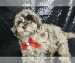 Small #5 Poodle (Toy)-Schnoodle (Miniature) Mix