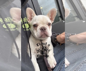 French Bulldog Puppy for sale in LORIS, SC, USA