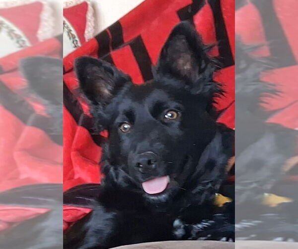 Medium Photo #5 Retriever -Unknown Mix Puppy For Sale in Sandy, UT, USA