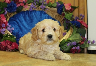 Cavachon Puppy for sale in TACOMA, WA, USA