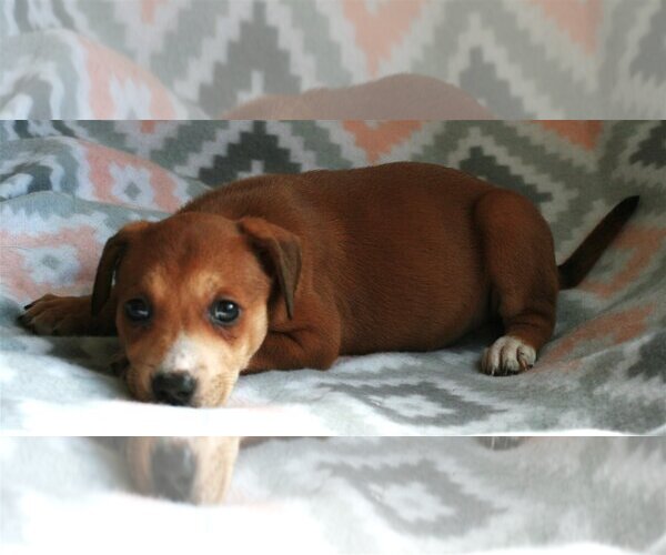 Medium Photo #11 Feist Terrier-Labrador Retriever Mix Puppy For Sale in Attalka, AL, USA