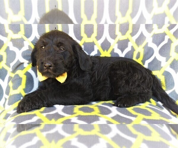 Medium Photo #5 Labradoodle Puppy For Sale in LANCASTER, PA, USA