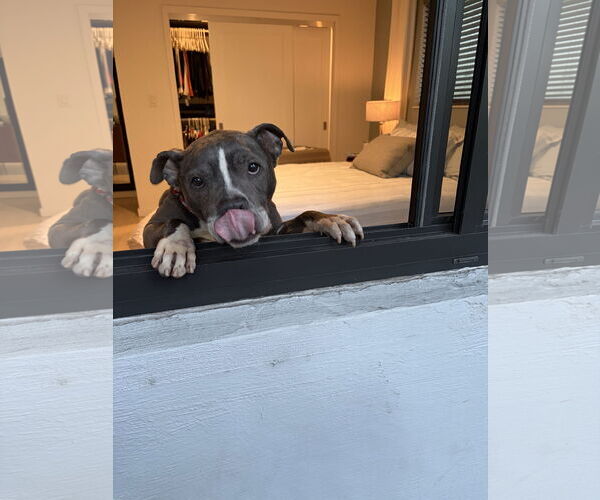 Medium Photo #3 American Pit Bull Terrier Puppy For Sale in Miami, FL, USA