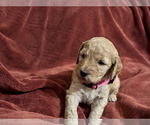 Small Photo #6 Goldendoodle (Miniature) Puppy For Sale in BRAWLEY, CA, USA