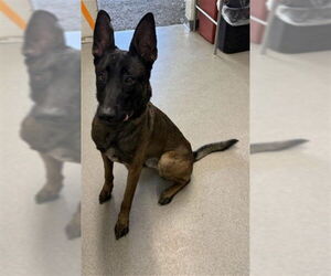 Mutt Dogs for adoption in San Bernardino, CA, USA