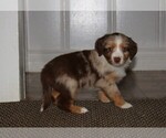 Small Photo #7 Miniature Australian Shepherd Puppy For Sale in LIVE OAK, CA, USA