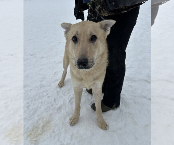 Medium Photo #8 German Shepherd Dog Puppy For Sale in Evansville, IN, USA