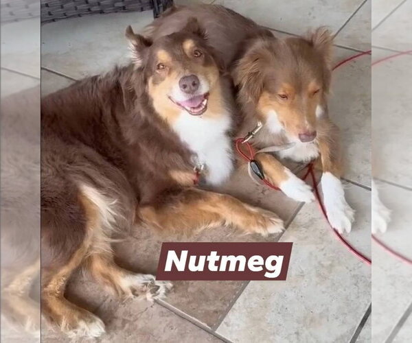 Medium Photo #4 Australian Shepherd Puppy For Sale in Cape May, NJ, USA