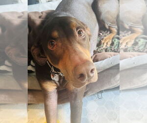Doberman Pinscher-Unknown Mix Dogs for adoption in Princeton, MN, USA