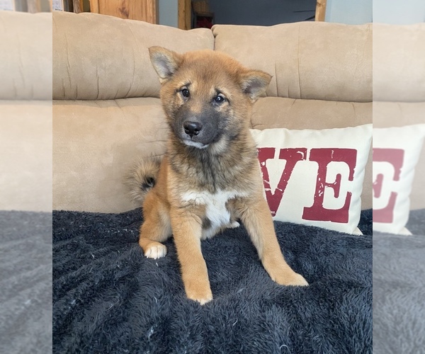 Medium Photo #1 Shiba Inu Puppy For Sale in STELLA, MO, USA