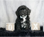 Small #3 Poodle (Toy)