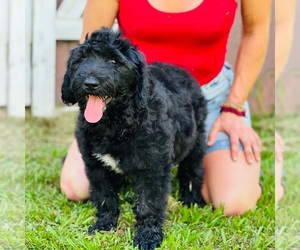 Sheepadoodle Dog for Adoption in PICAYUNE, Mississippi USA