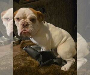 Peaches - Female Bulldog Dog for Adoption - Photo #3