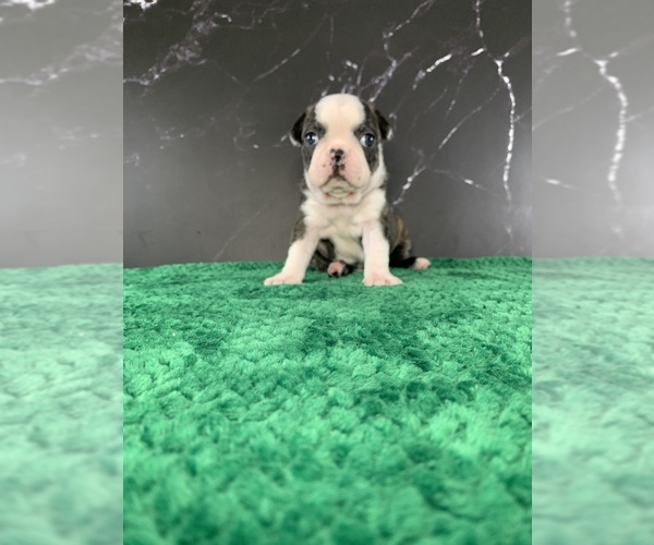 Medium Photo #2 Boston Terrier Puppy For Sale in TULARE, CA, USA