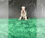 Small #1 Boston Terrier