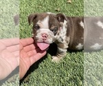 Small Photo #14 Bulldog Puppy For Sale in LOS ANGELES, CA, USA