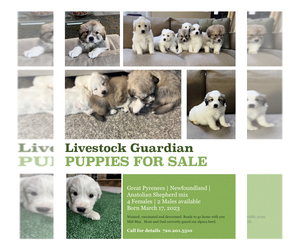 Great Pyrenees-Newfoundland Mix Puppy for sale in PARKER, CO, USA