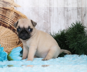 Pug Puppy for sale in SHILOH, OH, USA