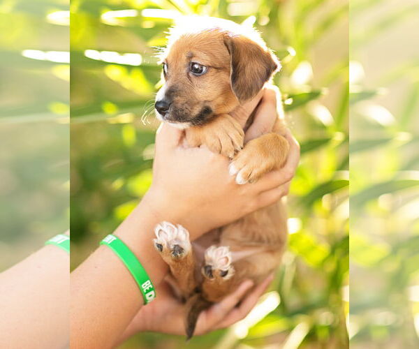 Medium Photo #3 Dachshund Puppy For Sale in Corona, CA, USA