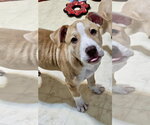 Small #4 American Pit Bull Terrier Mix