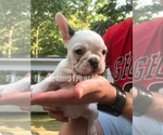 Small Photo #1 French Bulldog Puppy For Sale in LA PLATA, MD, USA