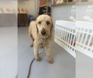 Golden Retriever Dogs for adoption in Studio City, CA, USA