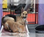 Small #7 German Shepherd Dog