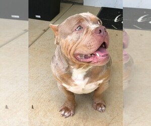 Father of the American Bully puppies born on 01/14/2024