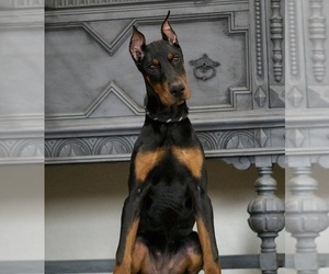 Medium Doberman Pinscher