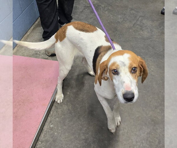 Medium Photo #4 Mutt Puppy For Sale in Evansville, IN, USA