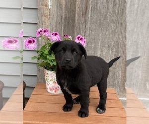 Australian Cattle Dog-Labrador Retriever Mix Puppy for sale in DOWNING, WI, USA