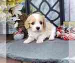 Small Cavachon