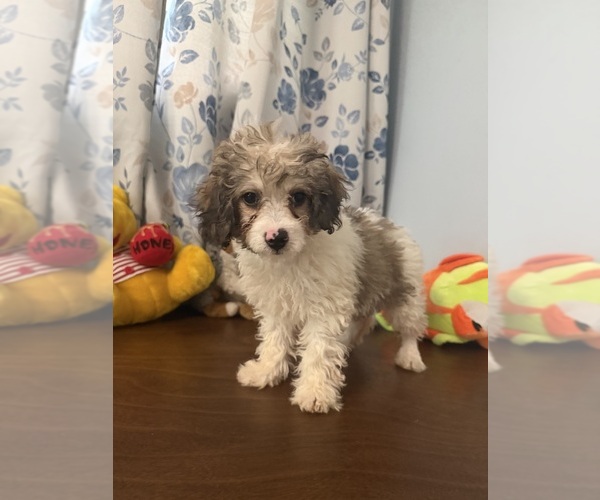 Medium Photo #26 Cockapoo (Miniature) Puppy For Sale in DURHAM, CT, USA