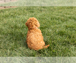 Small Photo #5 Cock-A-Poo-Goldendoodle Mix Puppy For Sale in TOPEKA, IN, USA