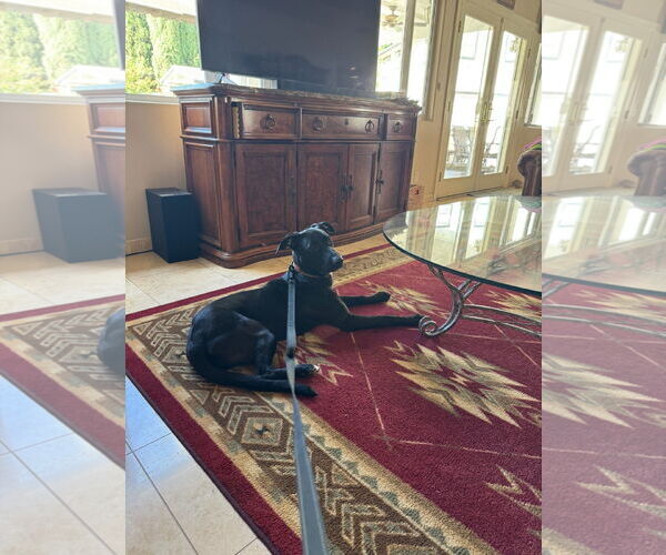 Medium Photo #2 Labrador Retriever-Unknown Mix Puppy For Sale in San Diego, CA, USA